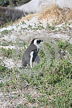 Closeup of an african penguin, also known as Cape penguin on Boulders beach in Cape Town, South Africa