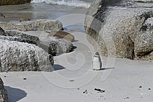 Closeup of an african penguin, also known as Cape penguin on Boulders beach in Cape Town, South Africa