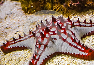 Closeup of a african red knob sea star, tropical starfish specie from the indo-pacific ocean, marine life background