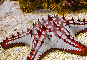 Closeup of a african red knob sea star, tropical starfish specie from the indo-pacific ocean, marine life background photo