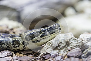 Closeup of an African rock python