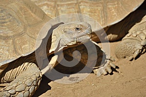 Closeup of a African spurred tortoise Centrochelys sulcata