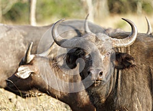 Closeup of African wild Buffaloes