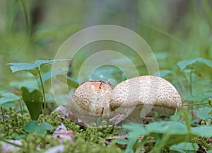 Closeup of a Agaricus augustus mushroom and moss