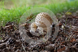 Closeup of Agaricus mushrooms surrounded by branches and grass with a blurry background photo