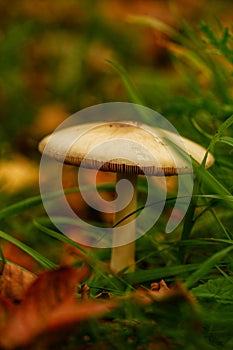 Closeup of Agaricus silvicola mushroom on the forest ground