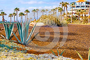 Closeup agave cactus, abstract natural background and texture, in the background palm trees