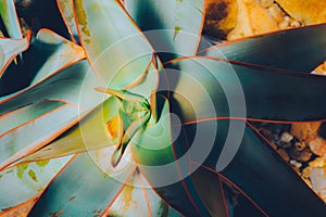 Closeup agave cactus