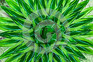 Closeup agave cactus, natural pattern background