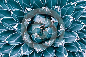 Closeup agave cactus leaf textures