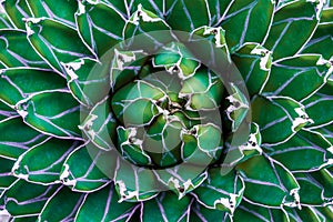 Closeup agave cactus, natural pattern background