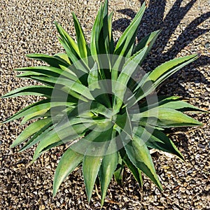 Closeup of Agave Succulent, view from the top