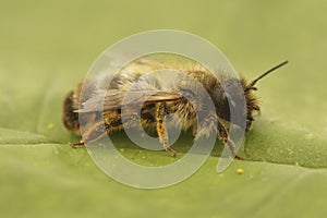 Closeup on an aged female red mason bee, Osmia bicolor, sitting on a green leaf