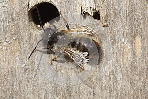 Closeup on an aged male Red mason bee, Osmia rufa , sitting in front of a nest