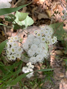 Closeup of Ageratina adenophora or Crofton weed plant with white flowers