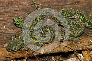 Closeup on an aggregation of 4 adult terrestrial French marbled newts, Triturus marmoratus