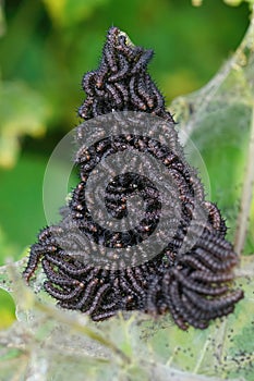 Closeup on an aggregation of black caterpillars of the Peacock butterfly , Inachis io