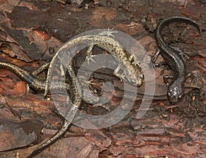 Closeup on an aggregation brassy colored Hokkaido salamanders, Hynobius retardatus sitting on wood