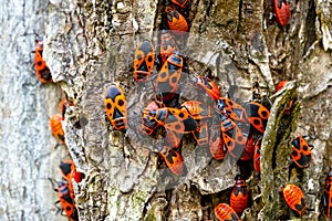 Closeup on an aggregation of copulating firebugs, Pyrrhocoris apterus on a bark of a tree in the springtime