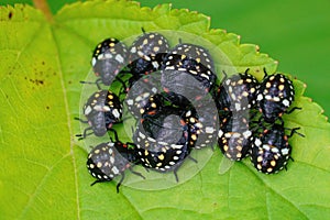 Closeup of an aggregation of dark nymphs of the Southern Green Stink Bug photo