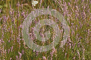 Closeup on an aggregation of flowering Heather, Calluna vulgaris, in the field