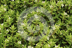 Closeup on an aggregation of New Zealand pigmyweed or swamp stonecrop, Crassula helmsii