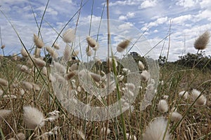 Closeup on an aggregation of the rare bunnytail. or hare\'s-tail grass, Lagurus ovatus at the Belgian coast
