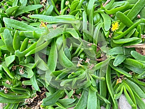 Closeup on an aggregation of South African succulent plants, Glottiphyllum oligocarpum