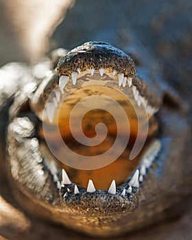 Closeup Of Aggressive Nile Crocodile