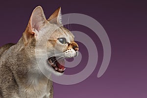 Closeup Aggressive Singapura Cat Hisses Profile view on purple
