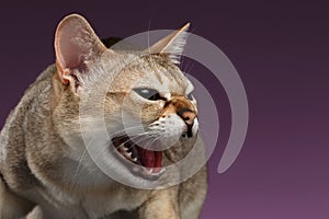 Closeup Aggressive Singapura Cat Hisses on purple