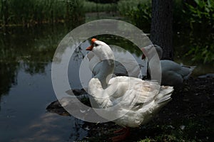 a group of gooses by the lake