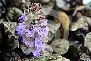 Closeup of Ajuga Black Scallop flowers blooming