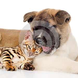 Closeup Akita inu puppy dog lying with small bengal cat together.