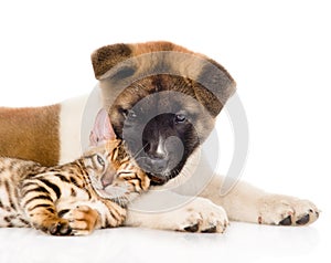 Closeup Akita inu puppy dog playing small bengal cat together. isolated on white