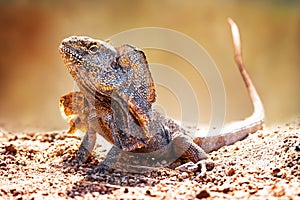 Closeup Of Alert Frilled Neck Lizard