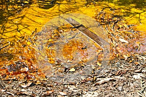 Closeup of algae in water