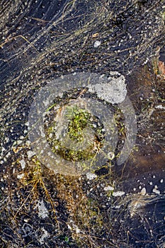 Closeup of an algal bloom of freshwater suffering from severe eutrophication after a long heat period during summer