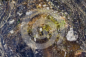 Closeup of an algal bloom of freshwater suffering from severe eutrophication after a long heat period during summer