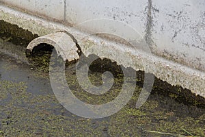 Closeup of an algal bloom in a small body of freshwater suffering from severe eutrophication