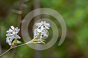 Closeup Allegheny Serviceberry Flowers