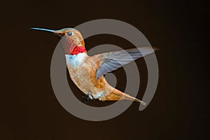 Closeup of an Allen's hummingbird (Selasphorus sasin) in flight photo