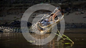 Closeup of an alligator devouring fish in a pond in Pantanal, Brazil