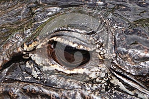 Closeup of alligator eye in Everglades National Park