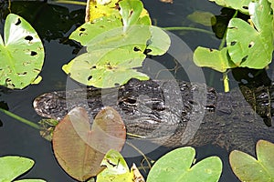 Closeup of alligator hiding in Everglades National Park