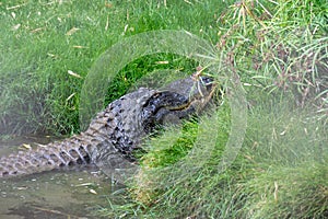 Closeup of an alligator rests in a small body of water near a grassy bankside
