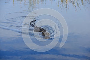 Closeup of an Alligator swimming in a swamp in Everglades, Florida