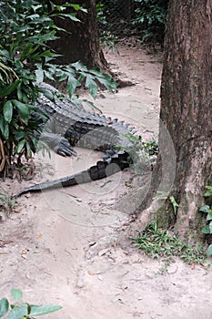 Closeup of alligator tail. Wild crocodile on the path in the jungle. Danger, wildlife, safari concept.
