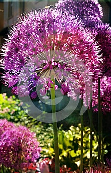 Closeup allium globemaster garden flower on long stem