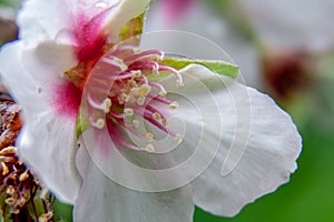 Closeup of a almond blossom